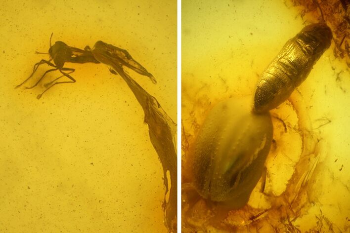 Fossil Fly (Diptera) and Two Beetles (Coleoptera) In Baltic Amber #234475
